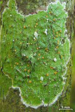 Image of Coenogonium lichens