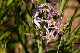 Image of woolly bluestar