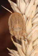 Image of Eurygaster maura