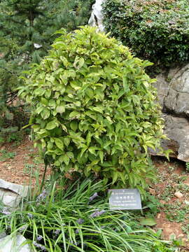 صورة Weigela coraeensis Thunb.