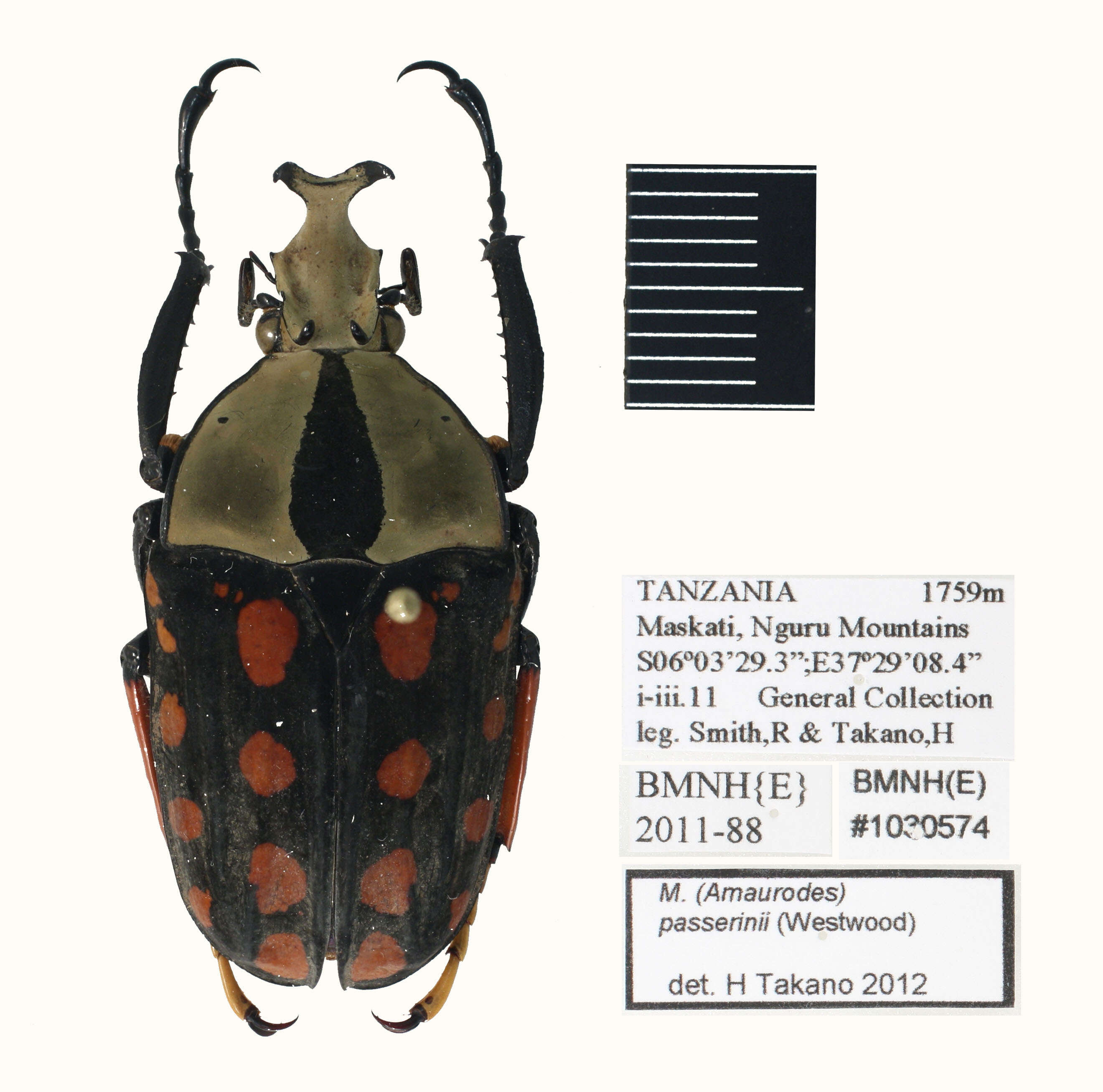 Image of Mecynorhina (Amaurodes) passerinii (Westwood 1843)