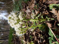 Image of Petasites albus (L.) Gaertn.