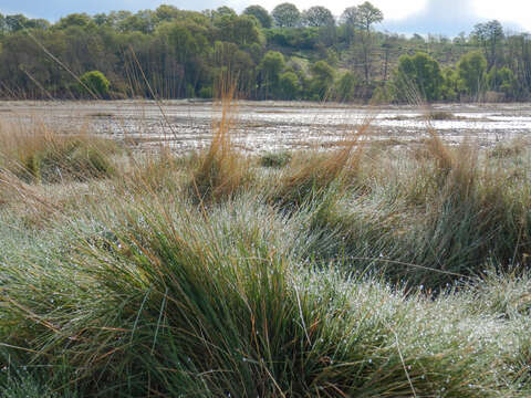 Imagem de Agrostis canina L.