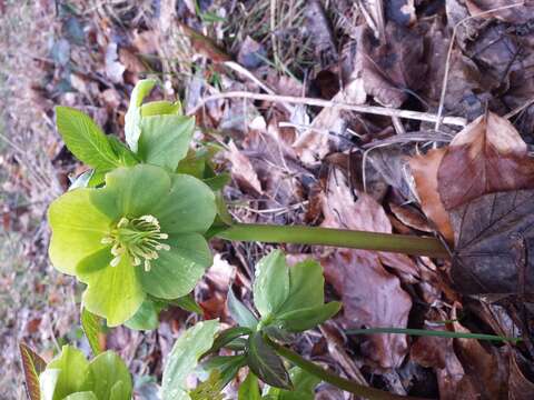 Image of Green Hellebore