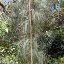 Image of Allocasuarina portuensis L. A. S. Johnson