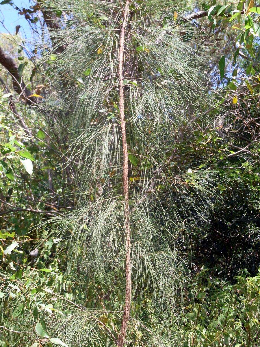 Image of Allocasuarina portuensis L. A. S. Johnson