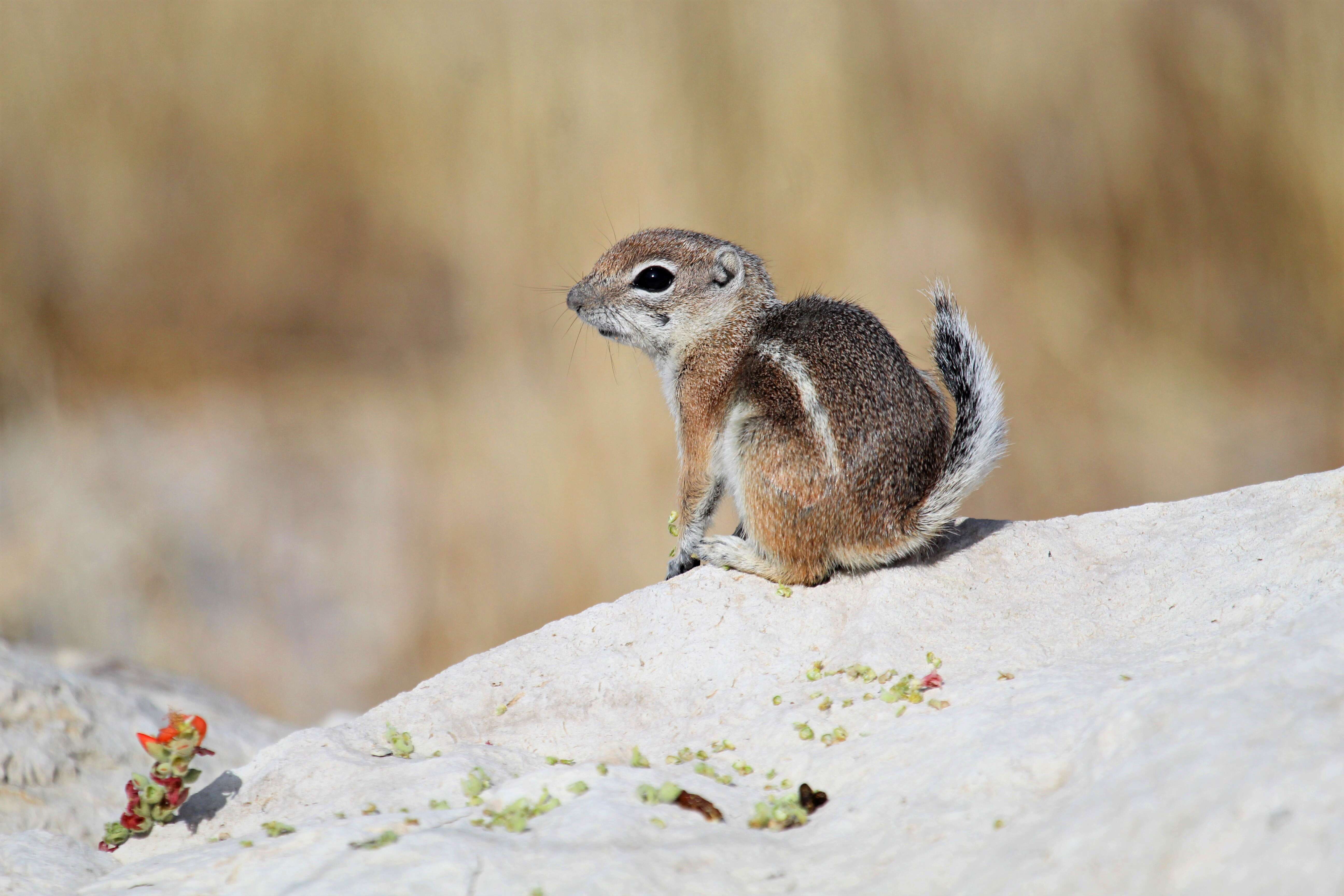 Image of white-tailed antelope squirrel