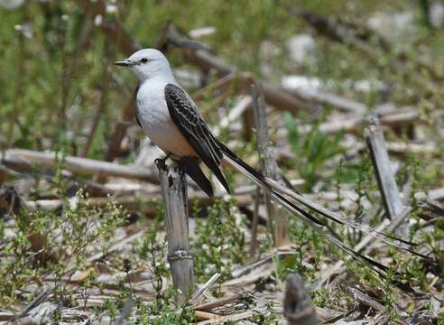 Image of Scissor-tailed Flycatcher