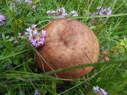 Image of Leccinum scabrum (Bull.) Gray 1821