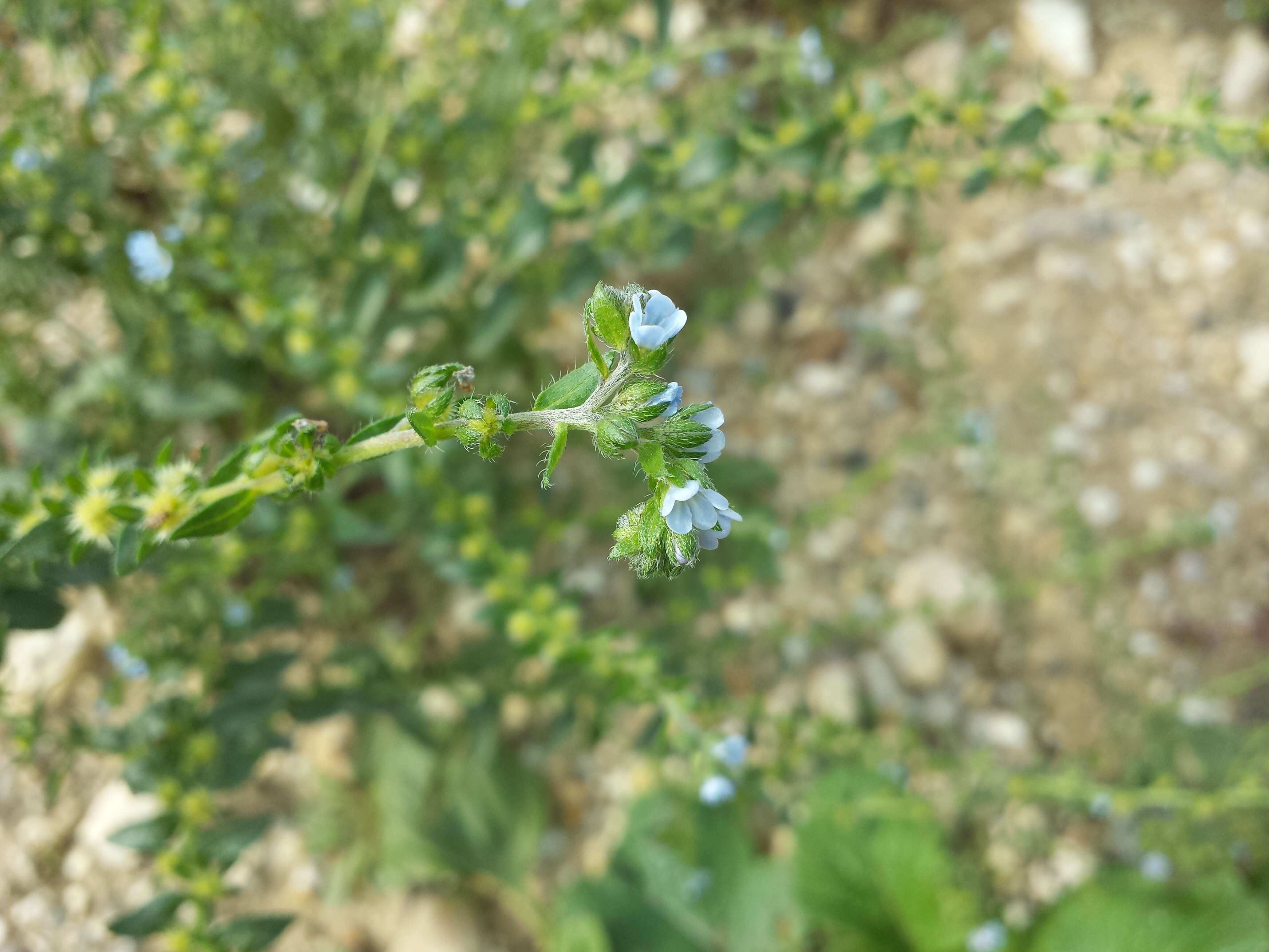 Image of European stickseed