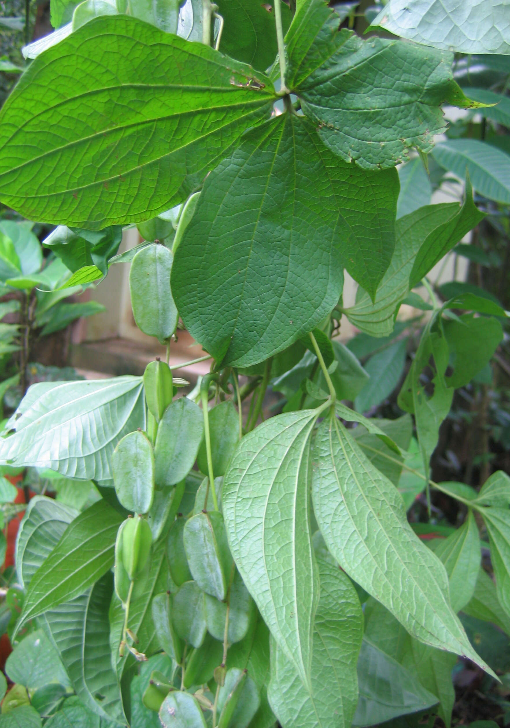 صورة Dioscorea hispida Dennst.