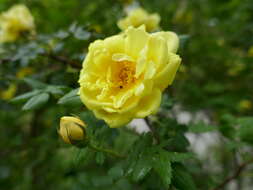 Image of Rosa hemisphaerica J. Herrm.