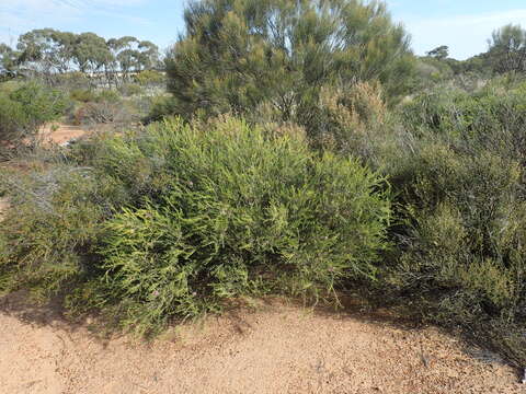 Image de Melaleuca ctenoides F. C. Quinn