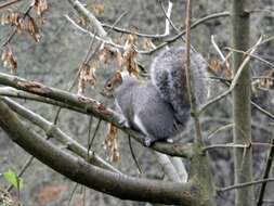 Image of Sciurus subgen. Sciurus Linnaeus 1758