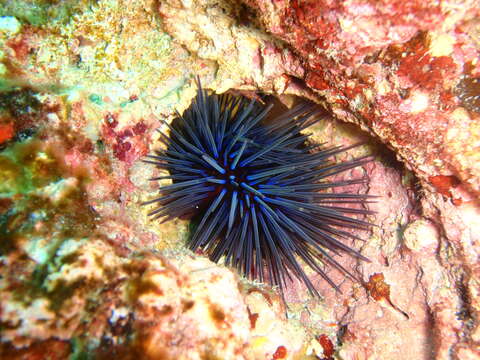 Image of Centrostephanus tenuispinus H. L. Clark 1914