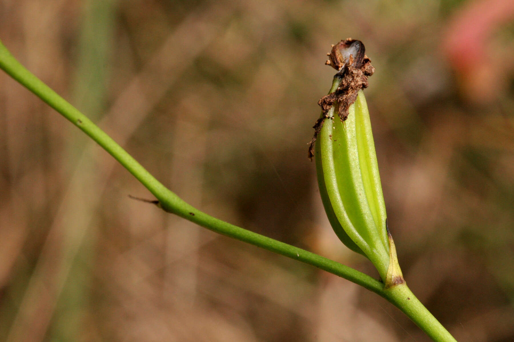 Image of tuberous grasspink