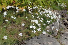 Image of Dianthus petraeus Waldst. & Kit.