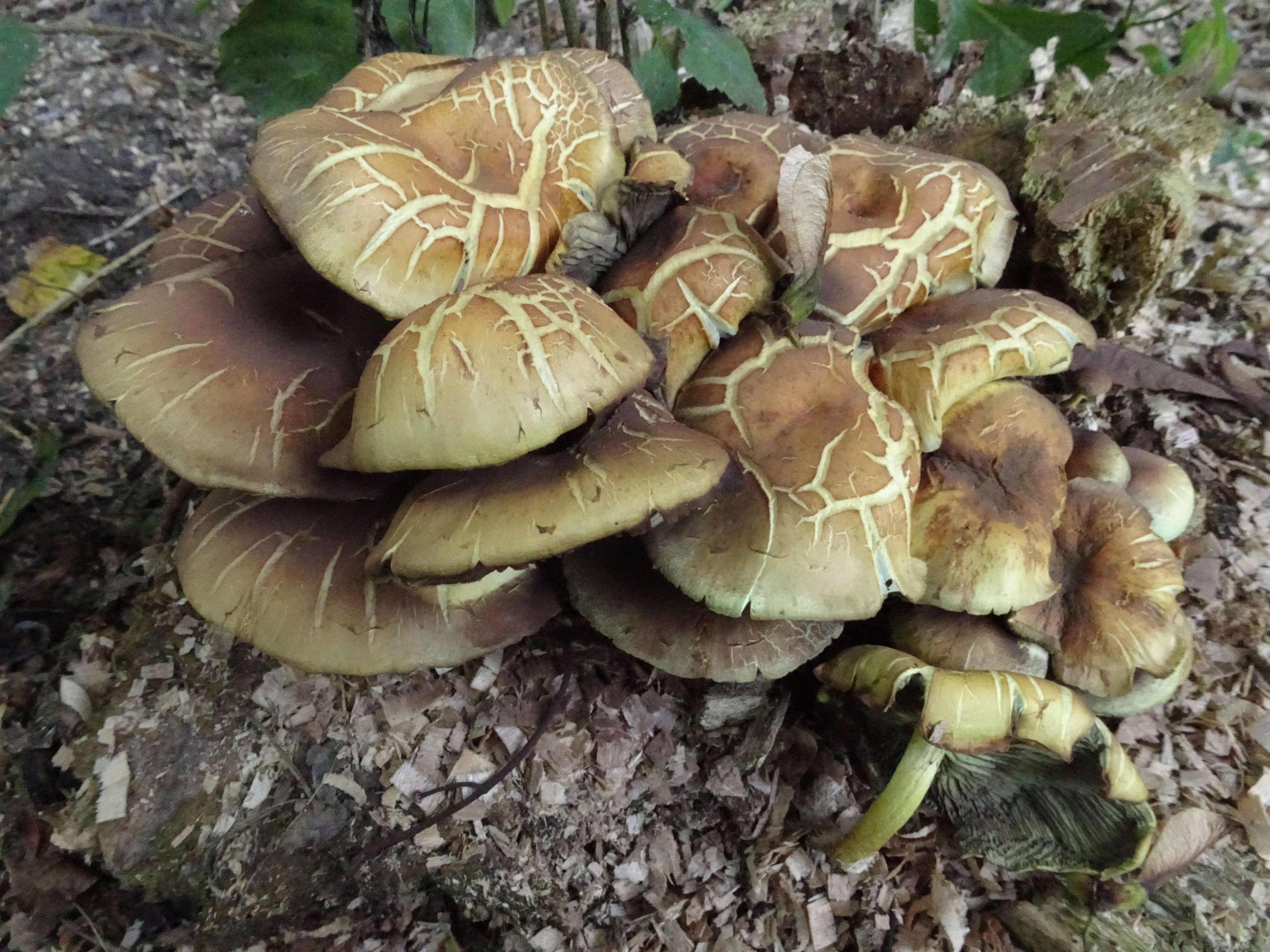 Imagem de Hypholoma fasciculare (Huds.) P. Kumm. 1871