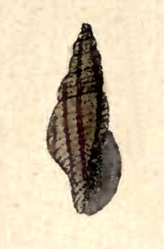 Image of Daphnella varicosa (Souverbie & Montrouzier 1874)