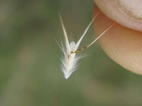 Plancia ëd Rytidosperma racemosum (R. Br.) Connor & Edgar