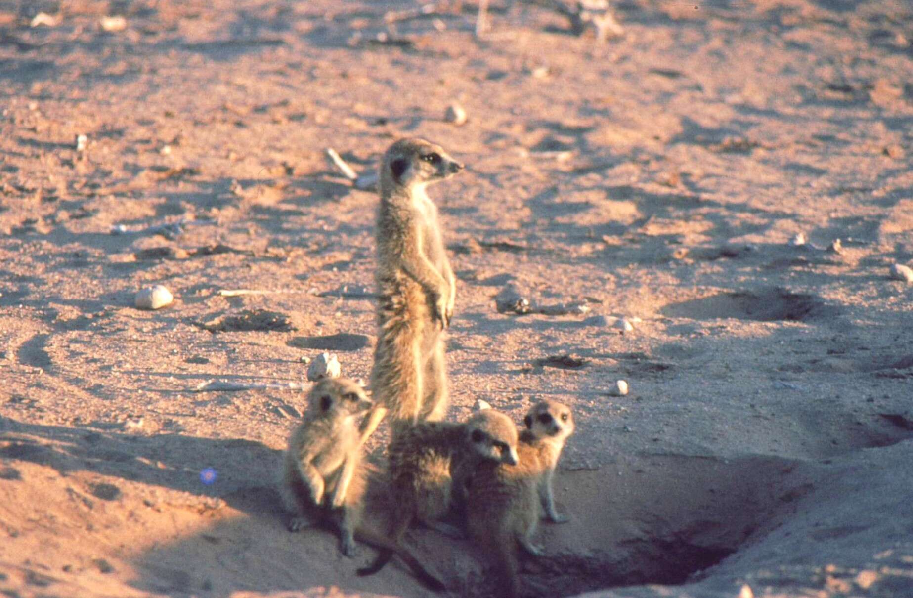 صورة Suricata Desmarest 1804