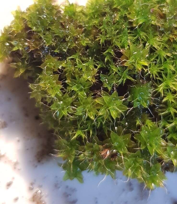 Image of great hairy screw-moss