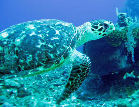 Image of Caretta