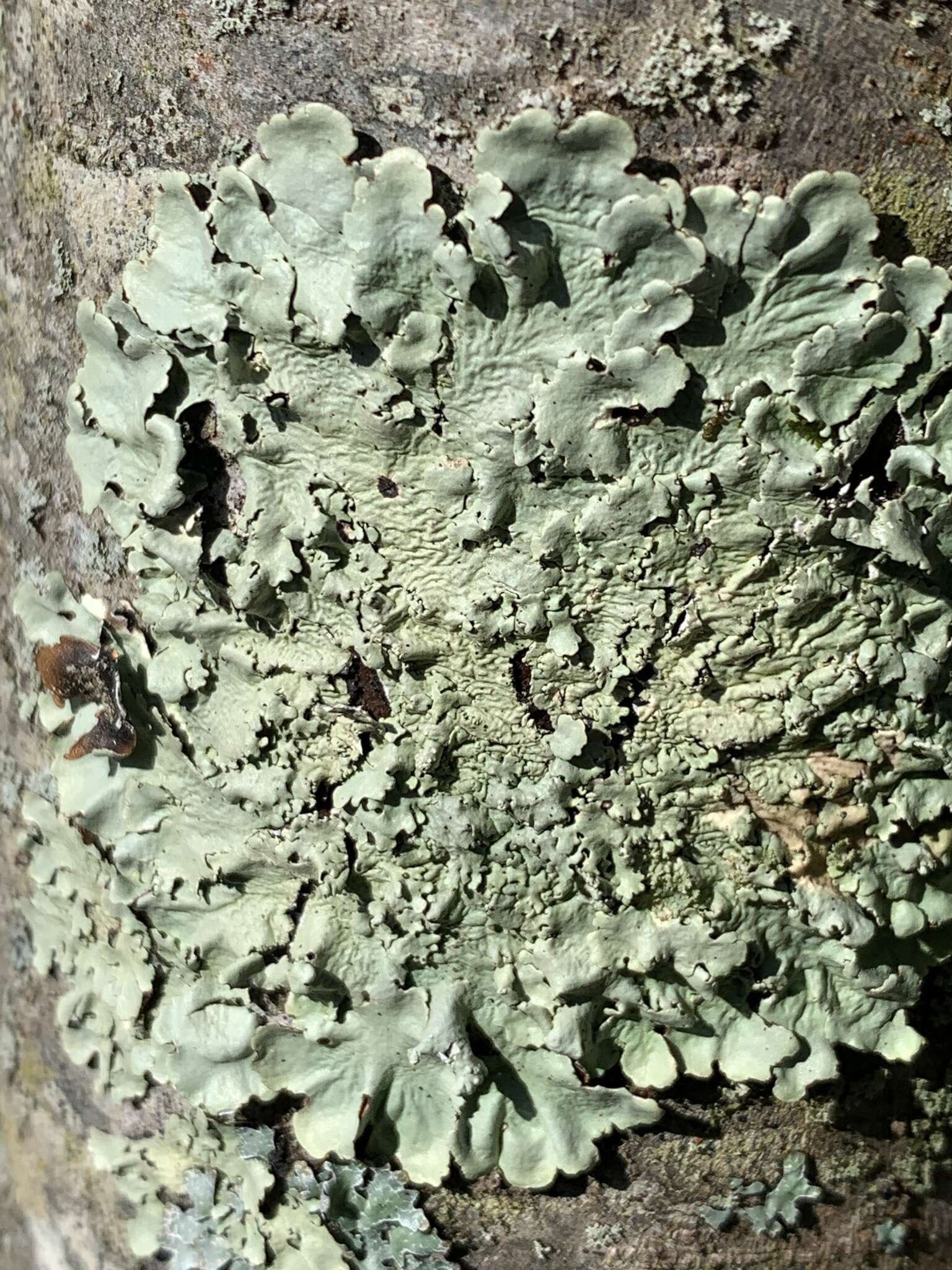 Image of Common greenshield lichen