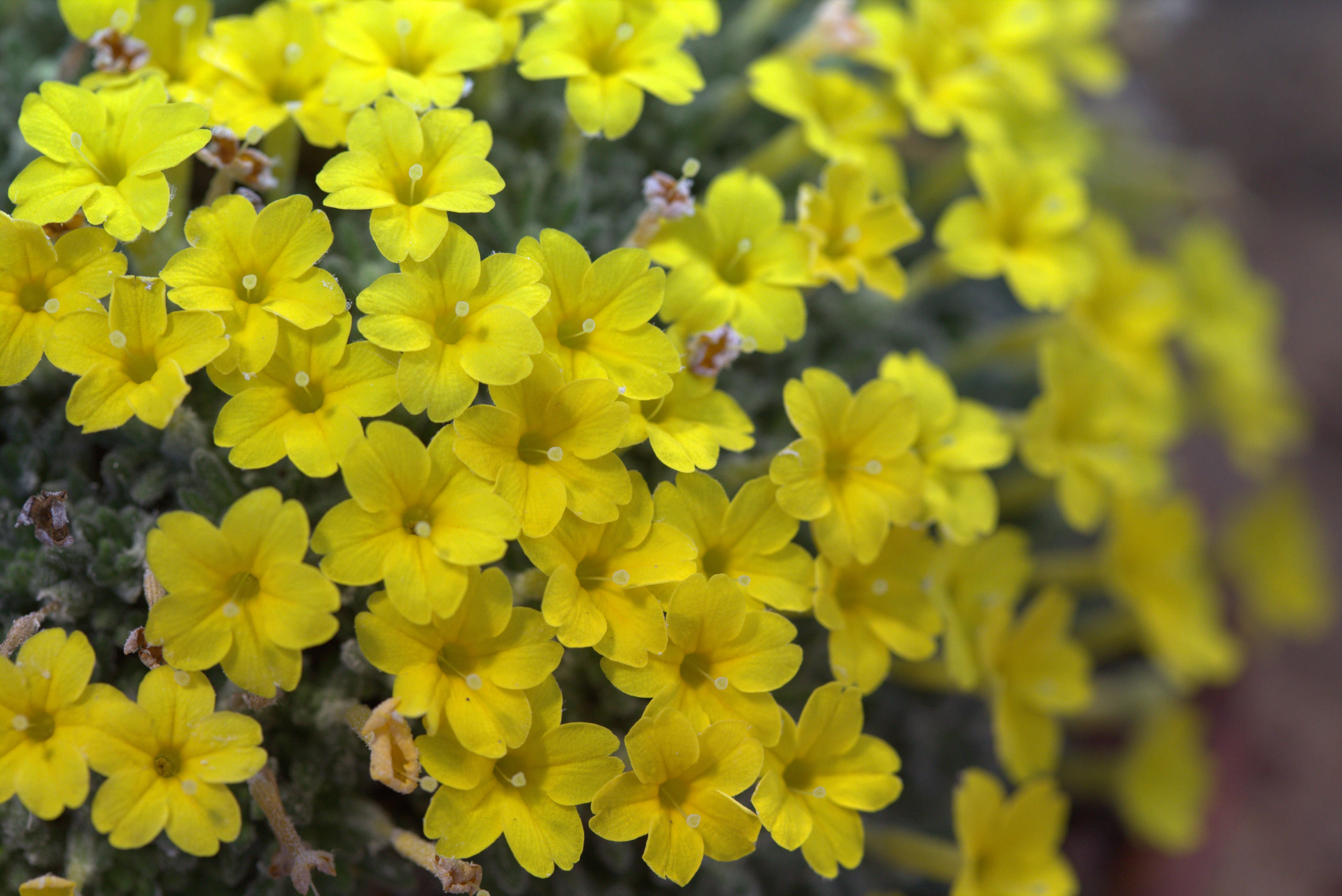 Image of Dionysia aretioides (Lehm.) Boiss.