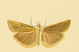 صورة Catoptria domaviellus Rebel 1904