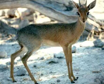 Image of Kirk's Dik-dik