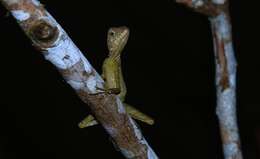 Image of Dusky Earless Agama