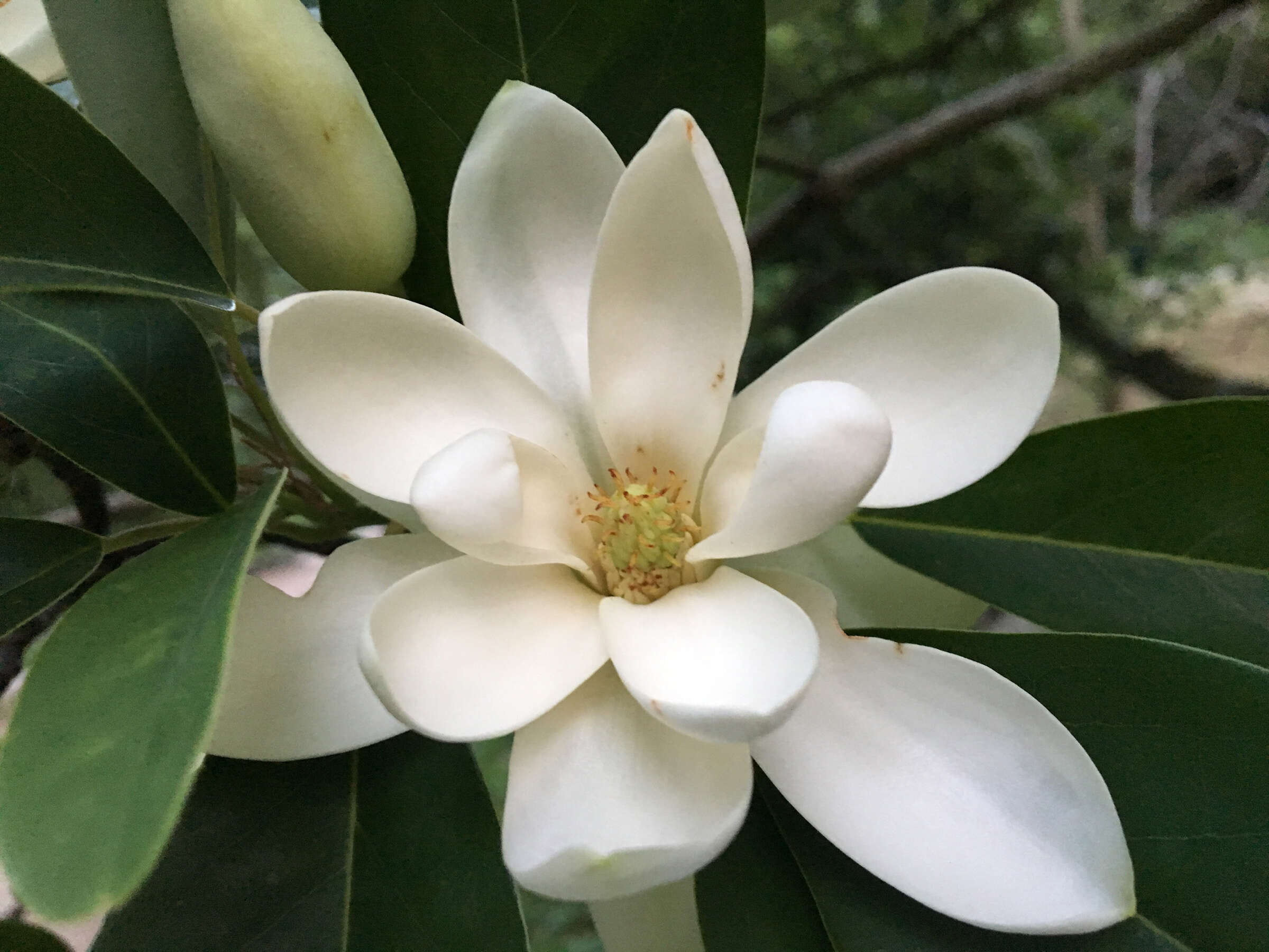 Sivun Magnolia virginiana L. kuva