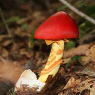 Image of Amanita hemibapha (Berk. & Broome) Sacc. 1887