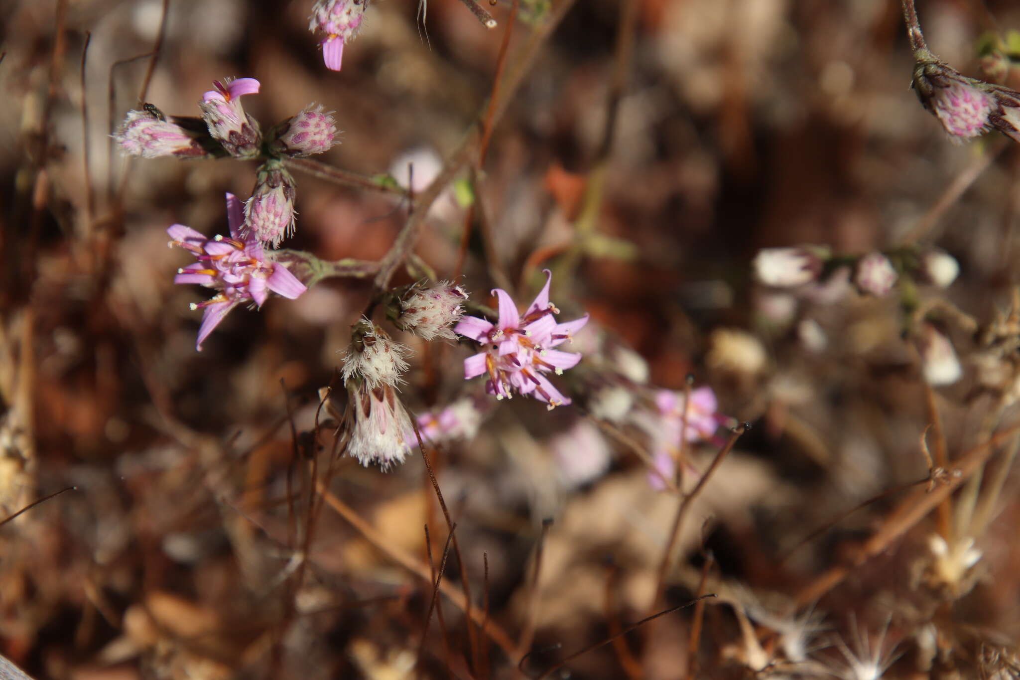 Plancia ëd Acourtia microcephala DC.