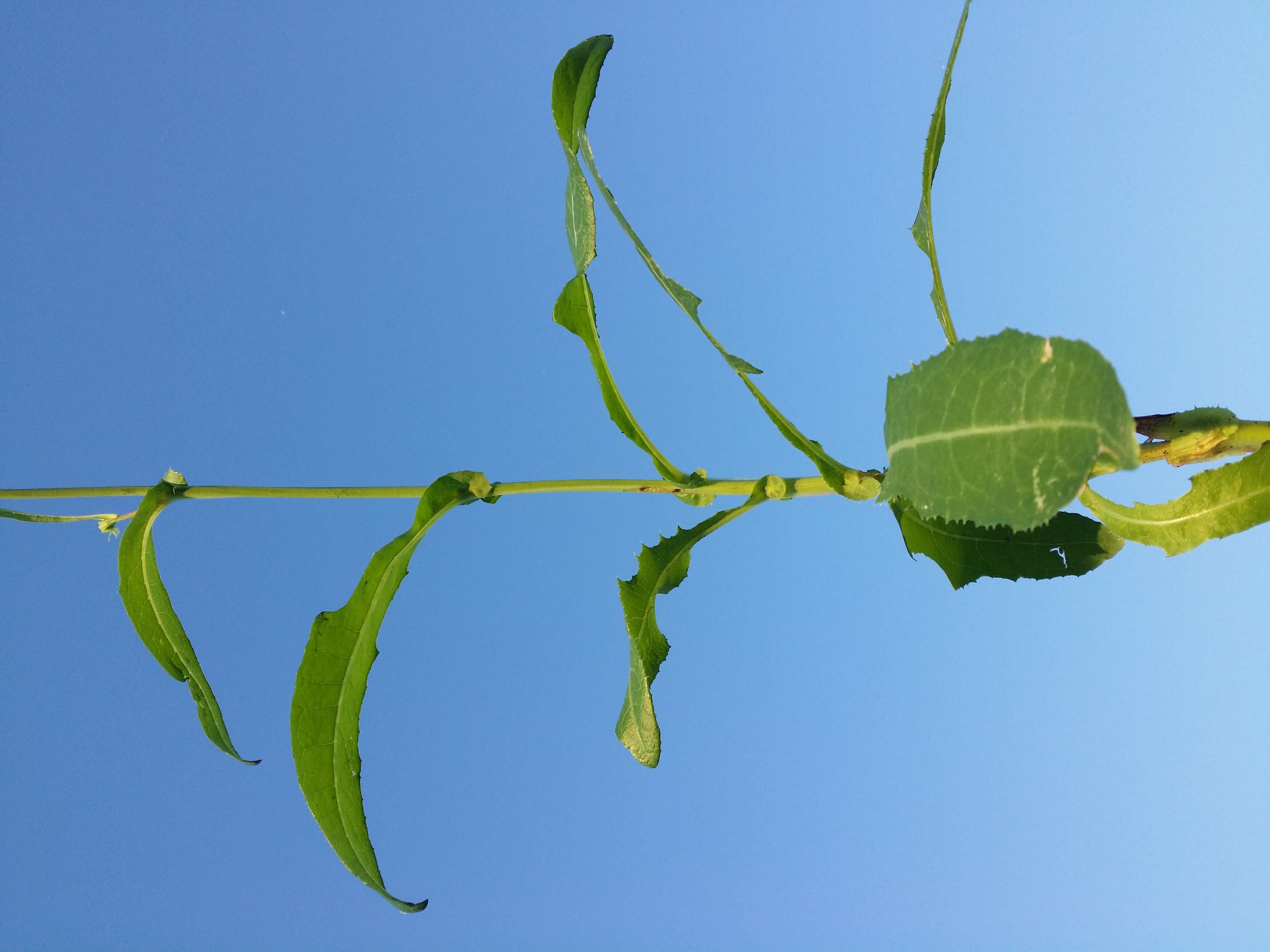 Plancia ëd Sonchus arvensis L.