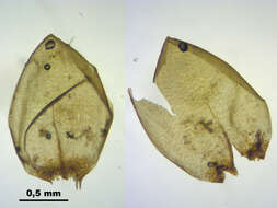 Image de Pseudocalliergon trifarium Loeske 1907