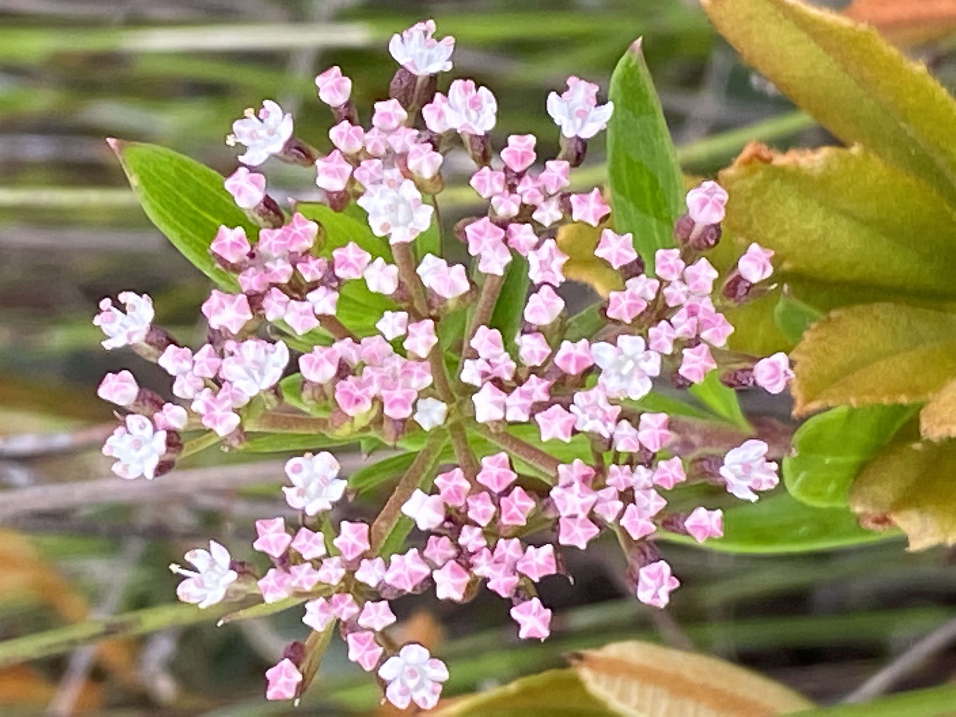 Imagem de Platysace lanceolata (Labill.) Druce