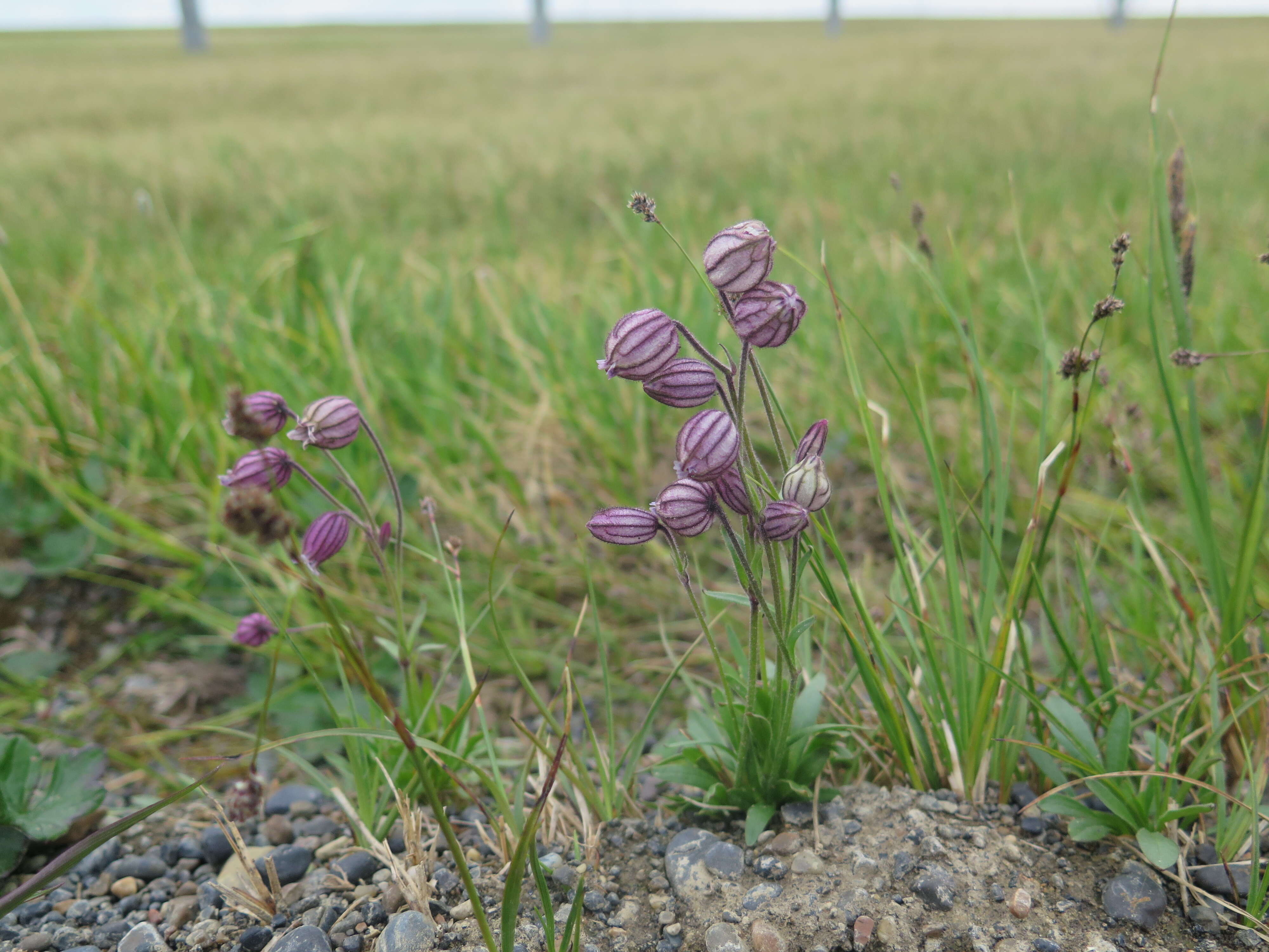 Image of apetalous catchfly