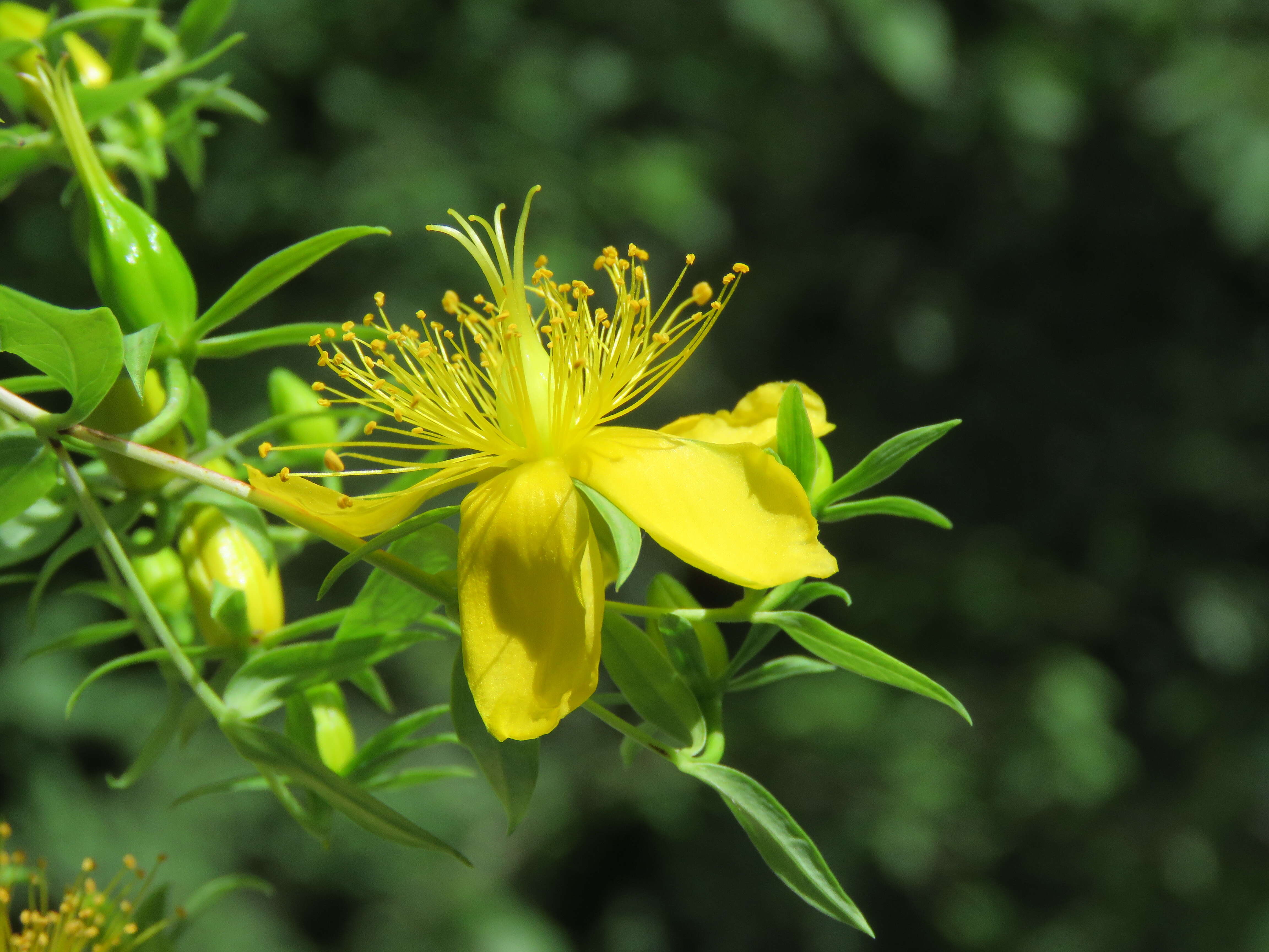 Image of Hypericum oblongifolium Choisy