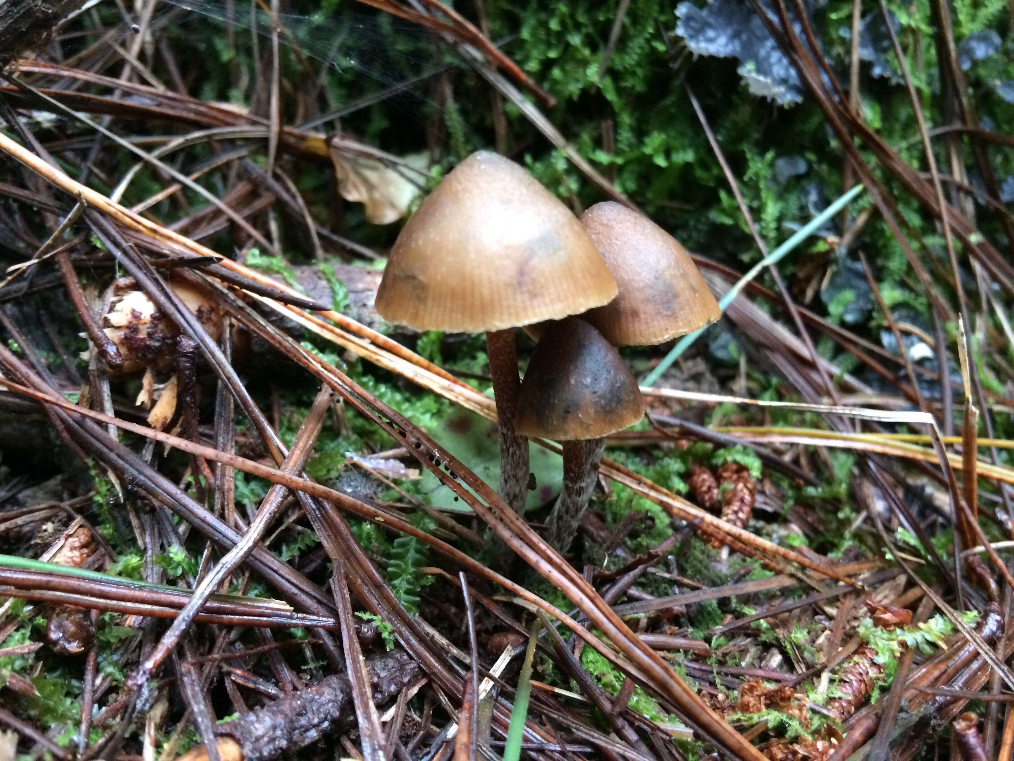 Image of Psilocybe aucklandiae Guzmán, C. C. King & Bandala 1991