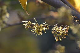 Imagem de Hamamelis virginiana L.