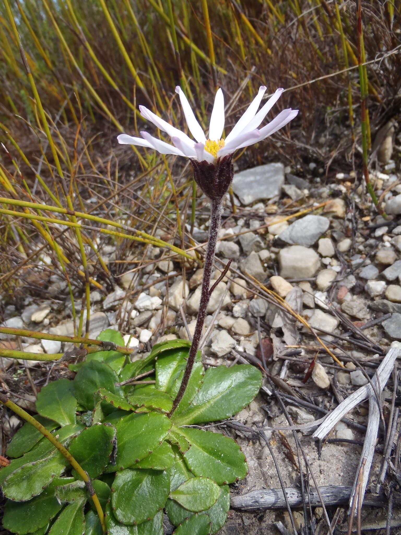 Image of Zyrphelis crenata (Thunb.) Kuntze