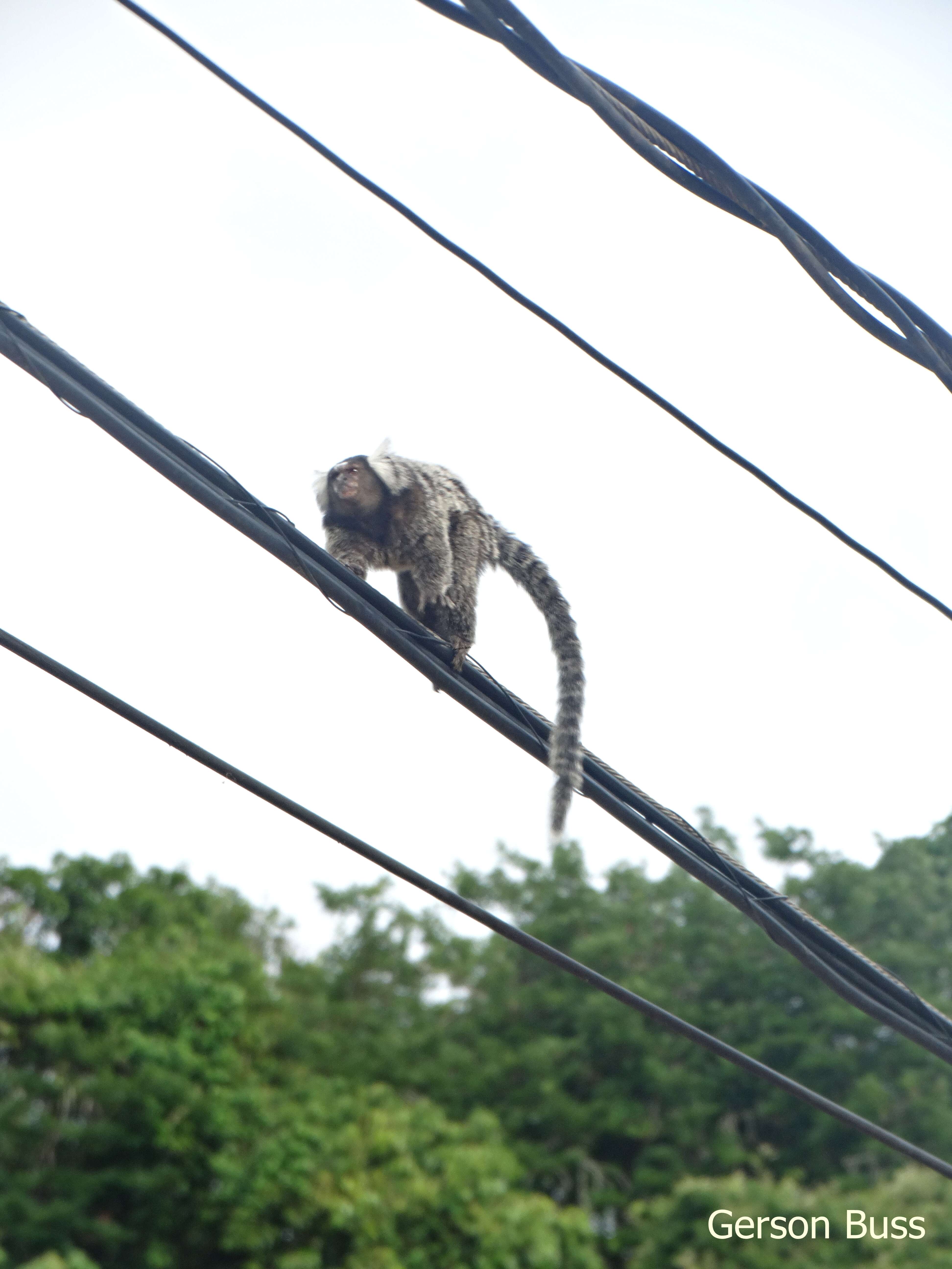 Image of Common Marmoset