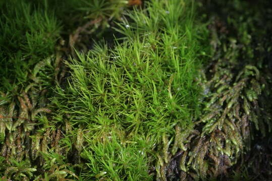 Image of dicranum moss