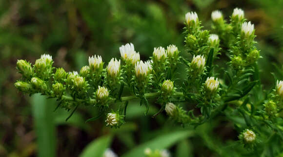 صورة Symphyotrichum ericoides (L.) G. L. Nesom