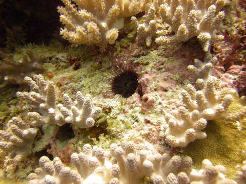 Image of tuft urchin