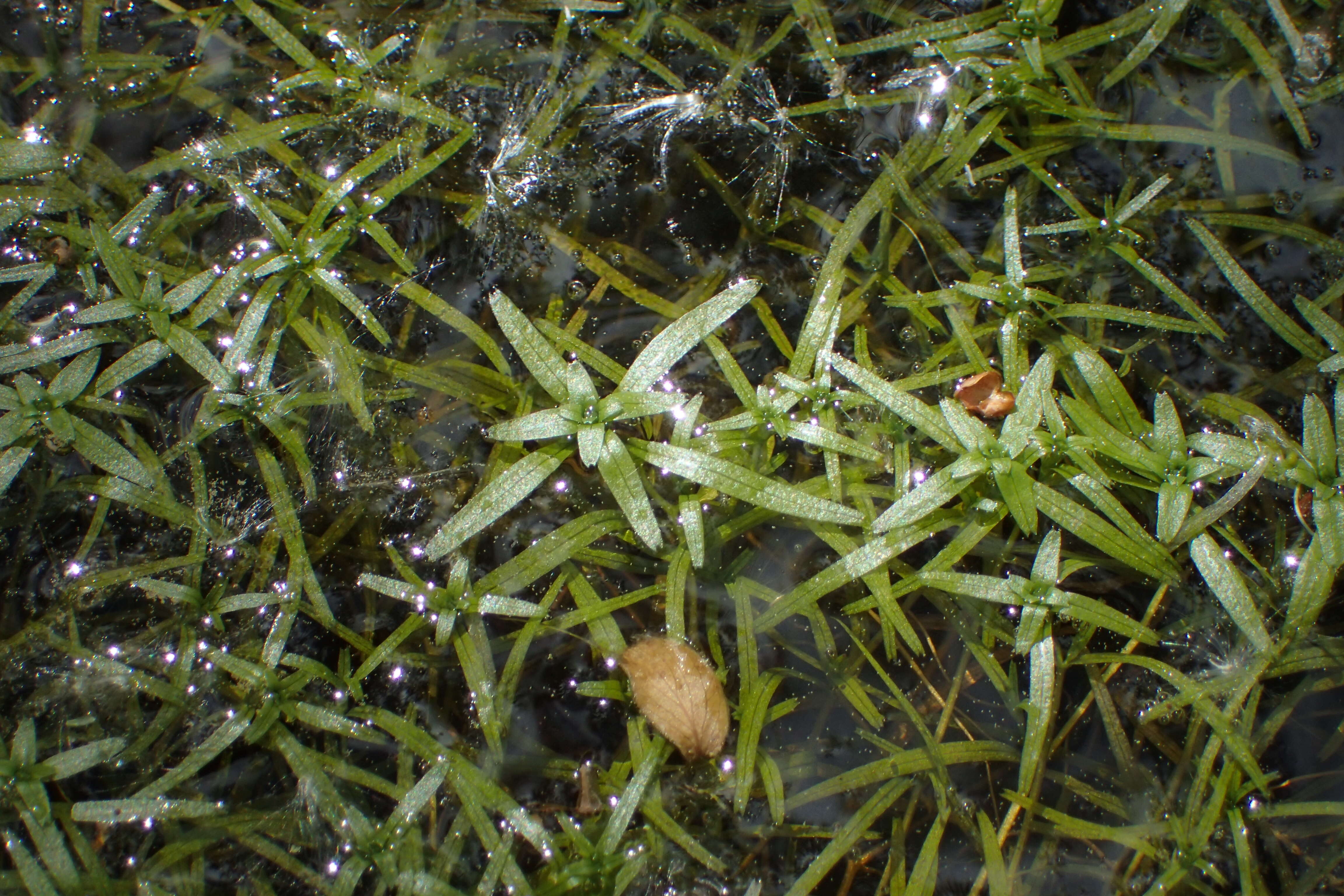 Image of narrowleaf water-starwort