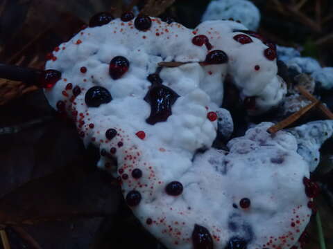 Image de Hydnellum peckii Banker 1912