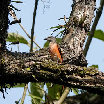 Image of Rosy Minivet